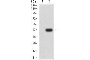 Western blot analysis using ALDH1A1 mAb against HEK293 (1) and ALDH1A1 (AA: 1-110)-hIgGFc transfected HEK293 (2) cell lysate.