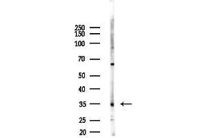 Western blot analysis of lysates from 293 cells(LPS,4h treatment), using GAL Antibody at 1/1000 dilution.