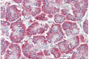 Human Pancreas: Formalin-Fixed, Paraffin-Embedded (FFPE) (EDIL3 antibody  (AA 71-120))