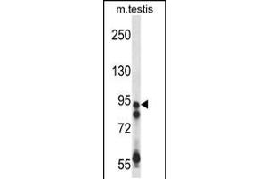 Western blot analysis in mouse testis tissue lysates (35ug/lane). (USP20 antibody  (AA 310-339))