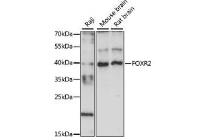Western blot analysis of extracts of various cell lines, using FOXR2 antibody (ABIN7267250) at 1:1000 dilution. (FOXR2 antibody  (AA 1-311))