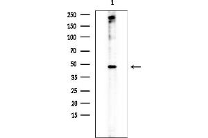 anti-Lysine (K)-Specific Demethylase 4D (KDM4D) (N-Term) antibody