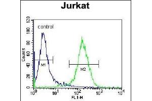 P1R3G Antibody (C-term) (ABIN655932 and ABIN2845324) flow cytometric analysis of Jurkat cells (right histogram) compared to a negative control cell (left histogram). (PPP1R3G antibody  (C-Term))