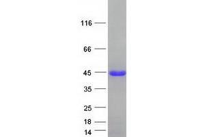 Validation with Western Blot