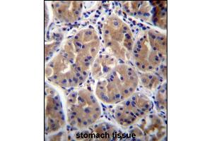 RAB27B Antibody (Center) (ABIN656670 and ABIN2845910) immunohistochemistry analysis in formalin fixed and paraffin embedded human stomach tissue followed by peroxidase conjugation of the secondary antibody and DAB staining.