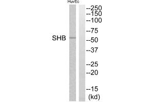 Western blot analysis of extracts from HuvEc cells, using SHB antibody. (SHB antibody  (C-Term))