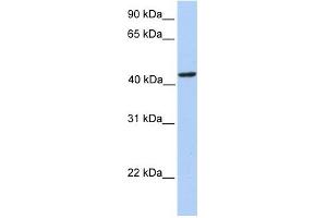 PAICS antibody used at 1 ug/ml to detect target protein. (PAICS antibody  (N-Term))