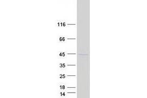 Western Blotting (WB) image for Ceramide Synthase 2 (CERS2) (Transcript Variant 1) protein (Myc-DYKDDDDK Tag) (ABIN2724512)