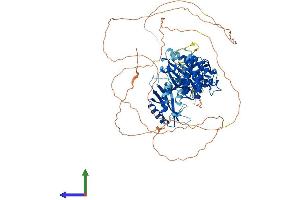 AlphaFold protein structure predicition of Mouse Recombinant Mark2 Protein, UniprotID Q05512 (MARK2 Protein (AA 1-776) (His tag))