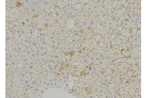 ABIN6279544 at 1/100 staining Mouse liver tissue by IHC-P. (SLC16A11 antibody  (N-Term))