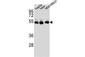 TUBB2B Antibody (N-term) western blot analysis in HepG2,Hela,MDA-MB231 cell line lysates (35 µg/lane). (TUBB2B antibody  (N-Term))