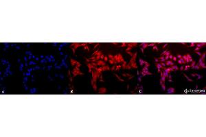 Immunocytochemistry/Immunofluorescence analysis using Rabbit Anti-HO-1 Polyclonal Antibody . (HMOX1 antibody  (Biotin))
