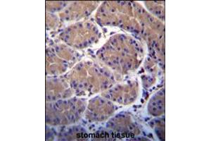 USP20 Antibody immunohistochemistry analysis in formalin fixed and paraffin embedded human stomach tissue followed by peroxidase conjugation of the secondary antibody and DAB staining. (USP20 antibody  (C-Term))