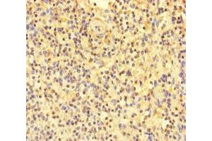 Immunohistochemistry of paraffin-embedded human spleen tissue using ABIN7172088 at dilution of 1:100 (MPL antibody  (AA 26-491))