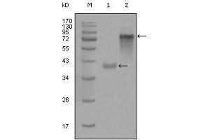 Western Blot showing KRT19 antibody used against truncated KRT19-His recombinant protein (1) and full-length KRT19 (aa1-400)-hIgGFc transfected CHO-K1 cell lysate (2). (Cytokeratin 19 antibody  (AA 80-400))