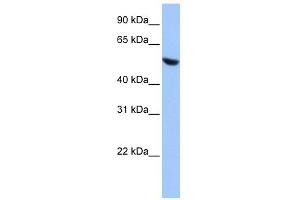 WB Suggested Anti-COPS2 Antibody Titration:  0. (COPS2 antibody  (N-Term))