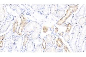 Detection of DEFb1 in Bovine Kidney Tissue using Polyclonal Antibody to Defensin Beta 1 (DEFb1) (beta Defensin 1 antibody  (AA 2-64))