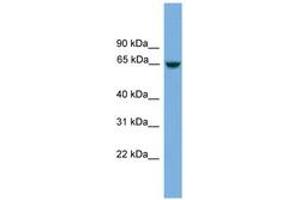 Image no. 1 for anti-Chromosome 8 Open Reading Frame 45 (C8orf45) (AA 431-480) antibody (ABIN6746108) (C8orf45 antibody  (AA 431-480))