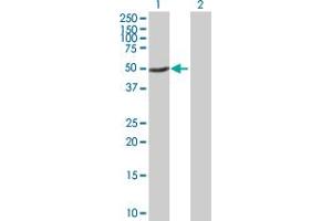 GTF2H4 antibody  (AA 1-462)