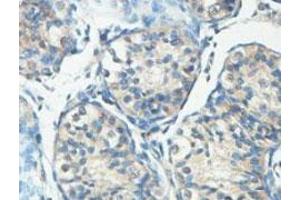 Immunohistochemical analysis of paraffin-embedded human fetal testis showing cytoplasmic staining with HERC6 polyclonal antibody  at a 1 : 100 dilution. (HERC6 antibody  (AA 123-393))