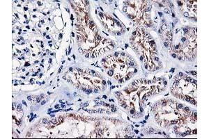 Immunohistochemical staining of paraffin-embedded Human Kidney tissue using anti-HMOX2 mouse monoclonal antibody. (HMOX2 antibody)