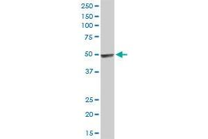 HYAL3 antibody  (AA 1-417)