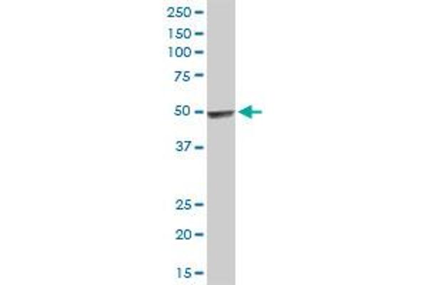 HYAL3 antibody  (AA 1-417)