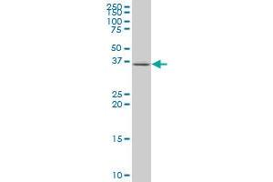 EIF3S3 monoclonal antibody (M01), clone 3B12 Western Blot analysis of EIF3S3 expression in Jurkat . (EIF3H antibody  (AA 152-250))