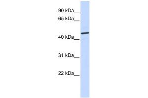 WB Suggested Anti-CATSPER2 Antibody Titration:  0. (CATSPER2 antibody  (N-Term))