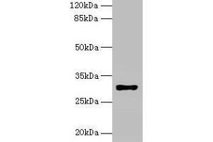 Western blot All lanes: HLA-DRB4 antibody at 2 μg/mL + Raji whole cell lysate Secondary Goat polyclonal to rabbit IgG at 1/10000 dilution Predicted band size: 30 kDa Observed band size: 30 kDa (HLA-DRB4 antibody  (AA 30-227))