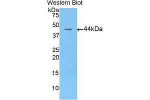 Western blot analysis of the recombinant protein. (FBLN4 antibody  (AA 17-169))
