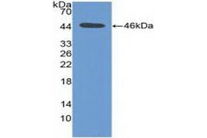 Western blot analysis of recombinant Human PIM1. (PIM1 antibody  (AA 129-268))
