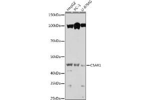 Western blot analysis of extracts of various cell lines, using C5 antibody (ABIN6127535, ABIN6137777, ABIN6137778 and ABIN6219037) at 1:1000 dilution.