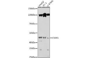 Western blot analysis of extracts of various cell lines, using C5 antibody (ABIN6127535, ABIN6137777, ABIN6137778 and ABIN6219037) at 1:1000 dilution. (C5AR1 antibody  (AA 250-350))