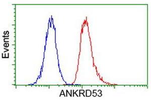 Image no. 5 for anti-Ankyrin Repeat Domain 53 (ANKRD53) (AA 1-300) antibody (ABIN1490721) (ANKRD53 antibody  (AA 1-300))