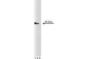 Western Blotting (WB) image for anti-Nuclear Factor-kB p65 (NFkBP65) (AA 136-224) antibody (ABIN968223) (NF-kB p65 antibody  (AA 136-224))