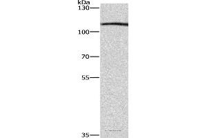 Western blot analysis of Raji cell, using COPB1 Polyclonal Antibody at dilution of 1:350 (COPB1 antibody)