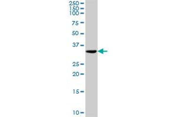 TOMM34 antibody  (AA 1-309)