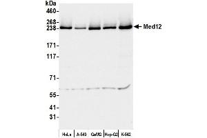 Western Blotting (WB) image for anti-Mediator Complex Subunit 12 (MED12) (C-Term) antibody (ABIN7453548) (MED12 antibody  (C-Term))