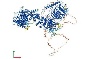 AlphaFold protein structure predicition of Mouse Recombinant Rptor Protein, UniprotID Q8K4Q0 (Raptor Protein (AA 1-1335) (His tag))