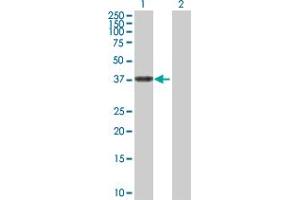 Western Blot analysis of ALDH3B2 expression in transfected 293T cell line by ALDH3B2 MaxPab polyclonal antibody. (ALDH3B2 antibody  (AA 1-385))