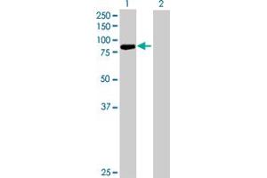 Western Blot analysis of PCDHB13 expression in transfected 293T cell line by PCDHB13 MaxPab polyclonal antibody.