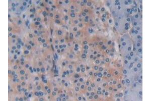 Detection of BECN1 in Human Pancreas Tissue using Polyclonal Antibody to Beclin 1 (BECN1) (Beclin 1 antibody  (AA 1-273))
