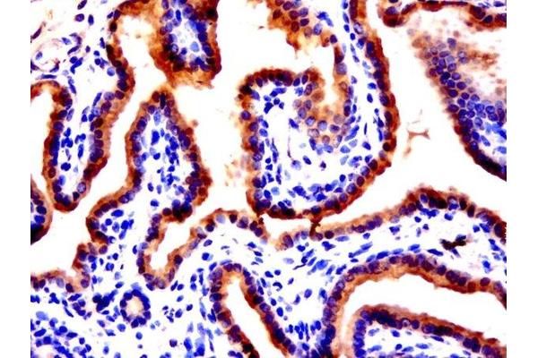 C1orf163 antibody