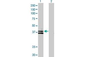 Western Blot analysis of WNT6 expression in transfected 293T cell line by WNT6 MaxPab polyclonal antibody. (WNT6 antibody  (AA 1-365))