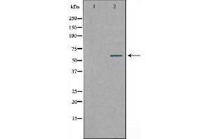 SLC24A4 antibody  (Internal Region)