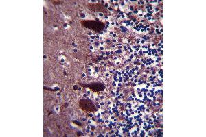 UCHL1 Antibody (C-term) (ABIN388870 and ABIN2839166) immunohistochemistry analysis in formalin fixed and paraffin embedded human pancreas tissue followed by peroxidase conjugation of the secondary antibody and DAB staining. (UCHL1 antibody  (C-Term))