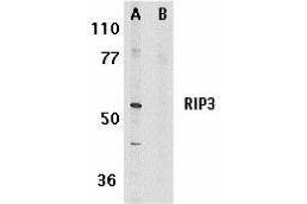MPRIP antibody  (AA 473-486)