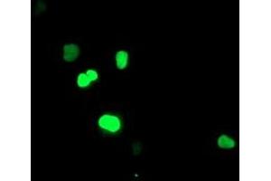 Immunofluorescence (IF) image for anti-Sirtuin 6 (SIRT6) (AA 88-352) antibody (ABIN1491691) (SIRT6 antibody  (AA 88-352))