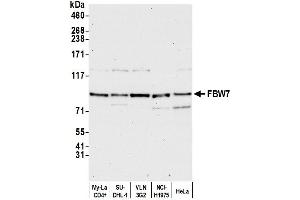 Western Blotting (WB) image for anti-F-Box and WD Repeat Domain Containing 7 (FBXW7) (AA 1-50) antibody (ABIN7449880)